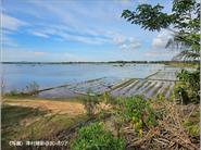 Rice fields flooded by the overflowing Mekong River
