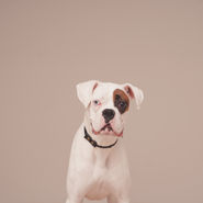 看板犬ソフィア