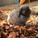 平田 佑衣