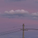 露 蒋