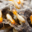 Anti Termite Treatment