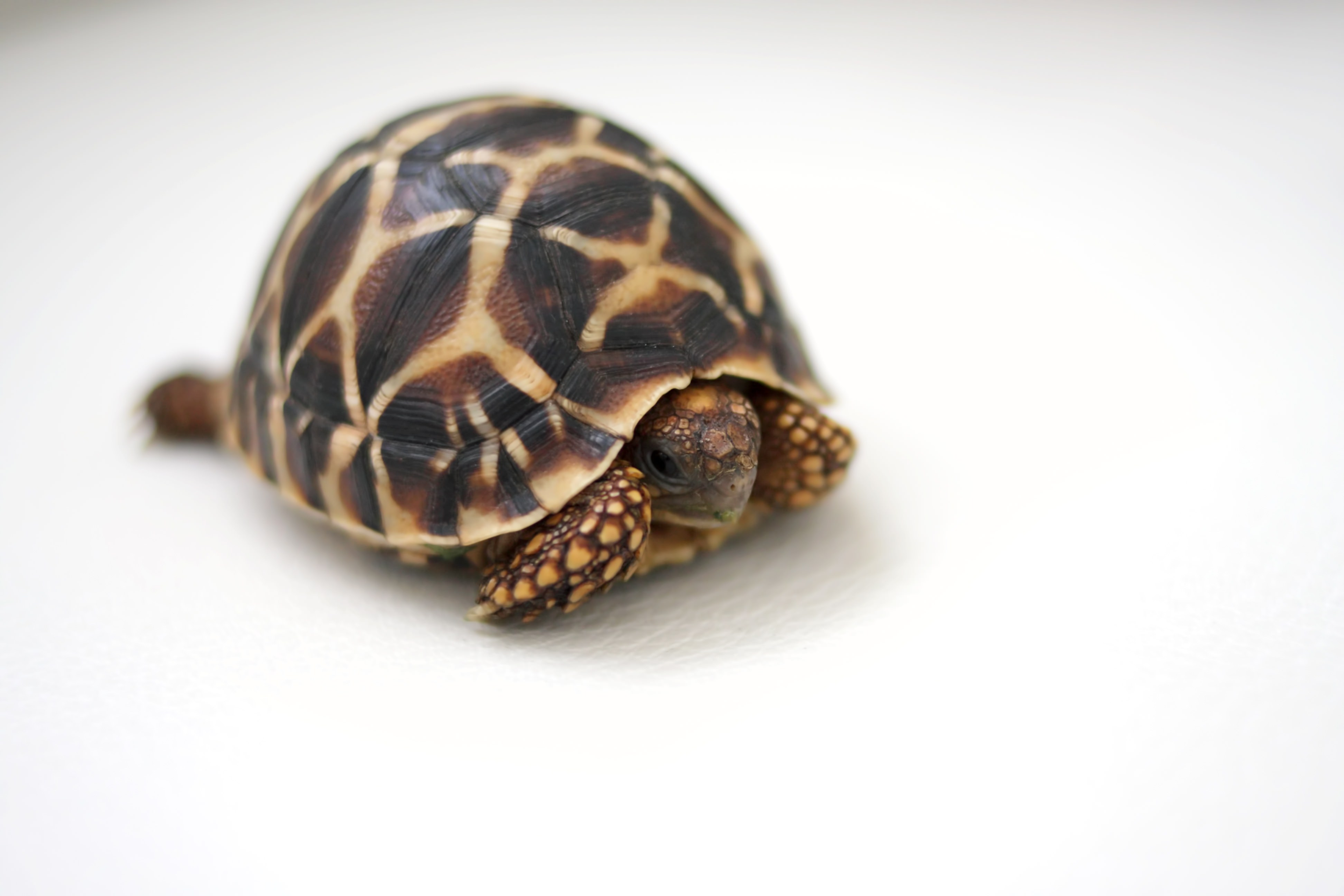 【Vol.13】インテリジェントネットは爬虫類好きも大歓迎！