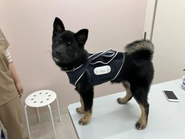 動物向け医療サービス