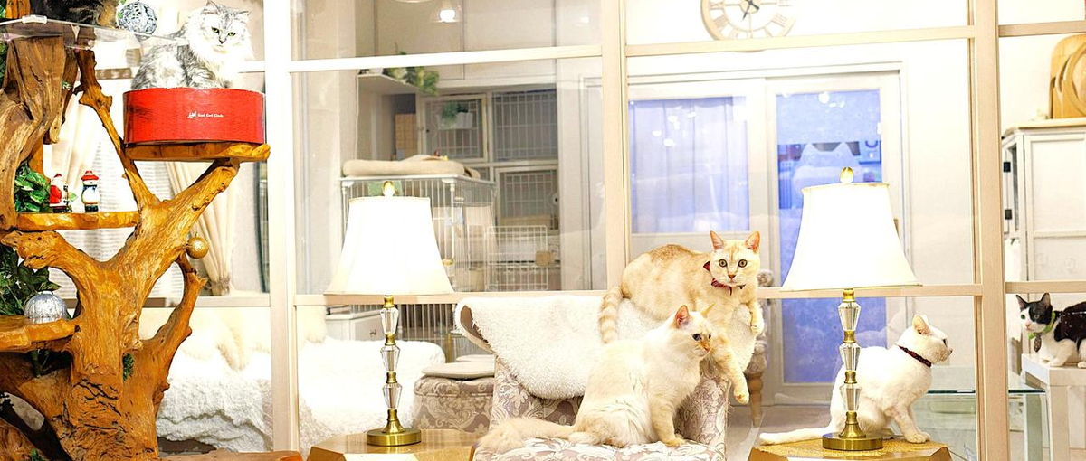 獣医師・動物看護師✖キャリア再挑戦！