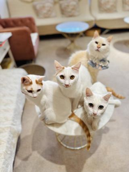 多頭飼い飼育崩壊現場からレスキューされた子たち