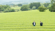 鹿児島県霧島にある茶畑