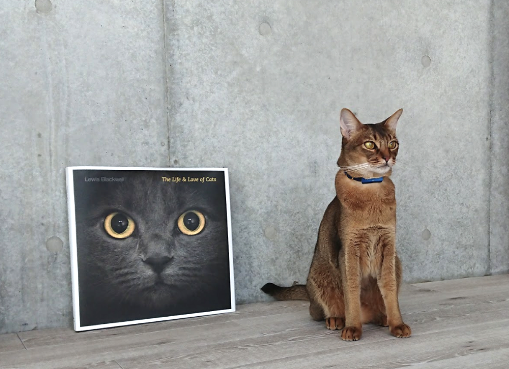 猫のバイオロギングをどうやってやっているのか