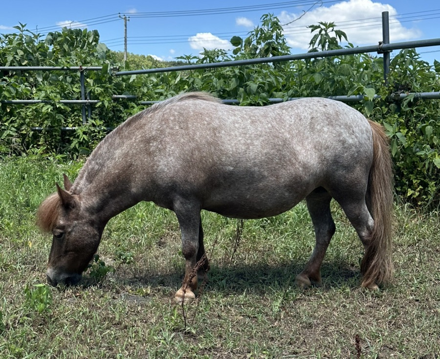 馬と一緒に作る人事研修！