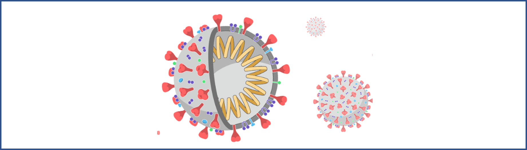 " N501Y " って何ですか？【COVID-19】変異型
