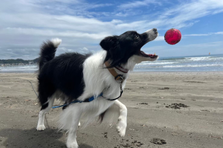 愛犬を1人にしないための転職。ありだと思います。
