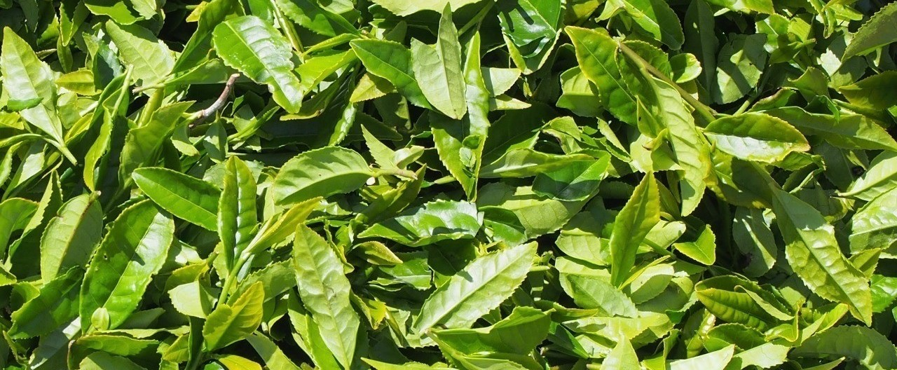 先人が築いてきた伝統を守りたい！「茶産地再興」プロジェクト始動