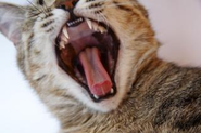 載せるのないから、良い感じの猫でも突っ込んどきますか