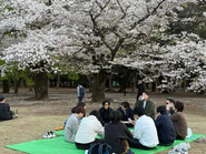 頑張って早上がりしての花見