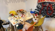 一緒に暮らすワンちゃんとのクリスマスパーティの風景
