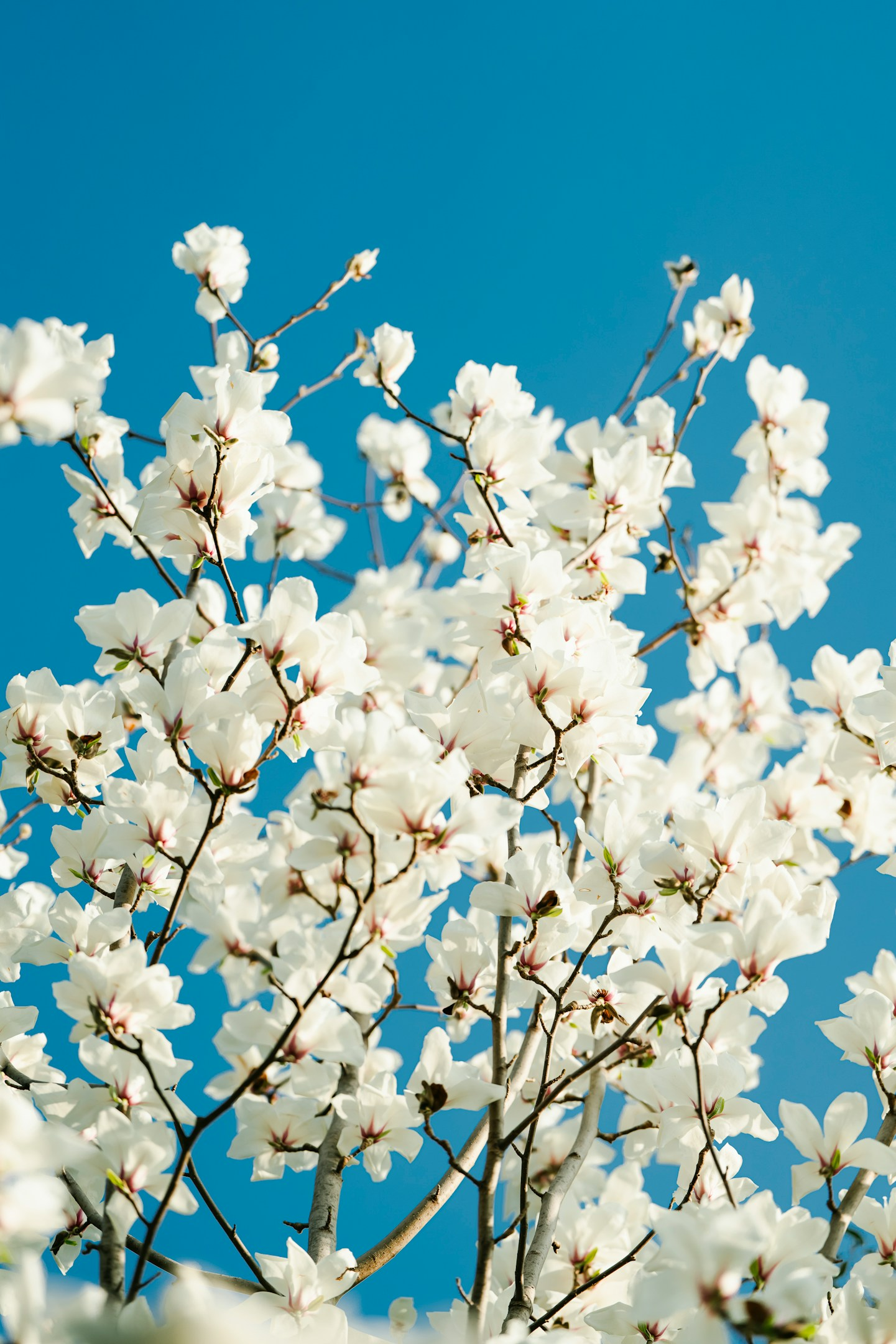 「ワクチン接種の日に、私は神戸ソフトという会社の本当の顔を見た」