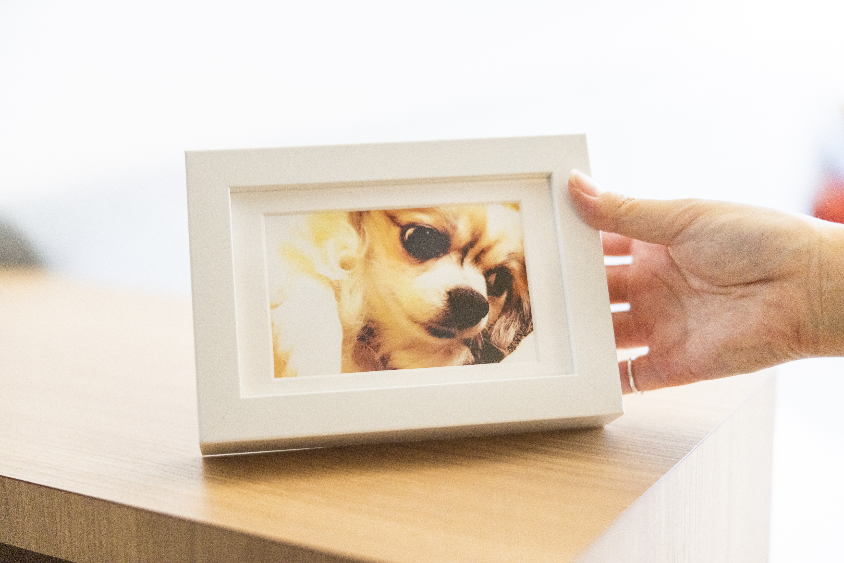 ワンコnowaのはじまりのお話。