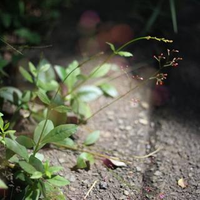 岡崎 七穂さんのプロフィール