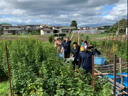 自社農園「DAEDOKO FARM」で、蔵王すぐりを収穫する様子。みんなで、蔵王すぐり組合に弟子入りし、耕作放棄地となったすぐり畑を再生。