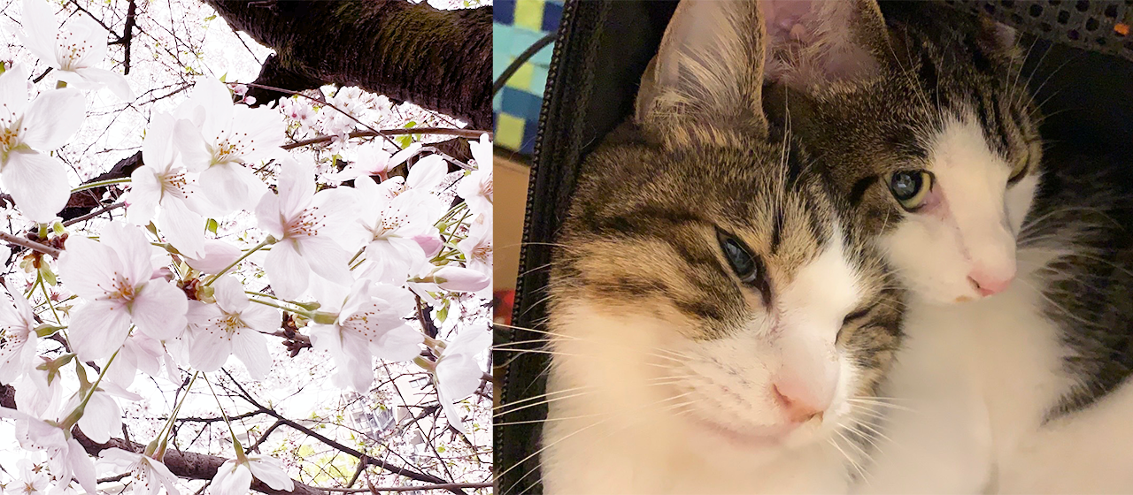 【社員コラム】リセット