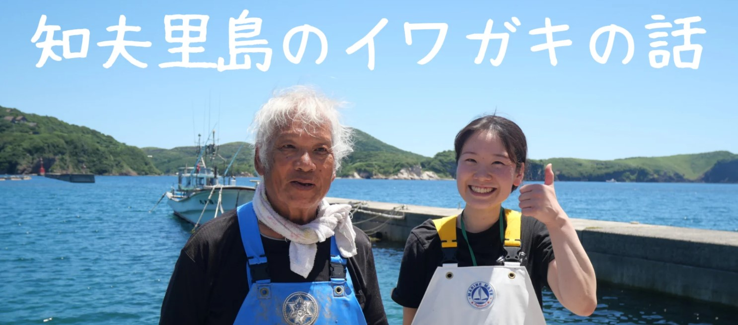 知夫里島のイワガキの作業現場をのぞいてみました