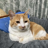 蒲原 正俊