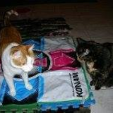 フレラケルス マルク