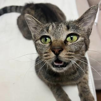 後神 彩さんのプロフィール