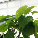 フィカス ウンベラータ