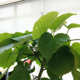 フィカス ウンベラータ