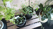 光が入ってくるオフィスなので植物もいたり