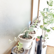 多肉植物がお出迎え