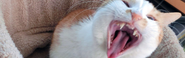 やるときゃやるぞ！
