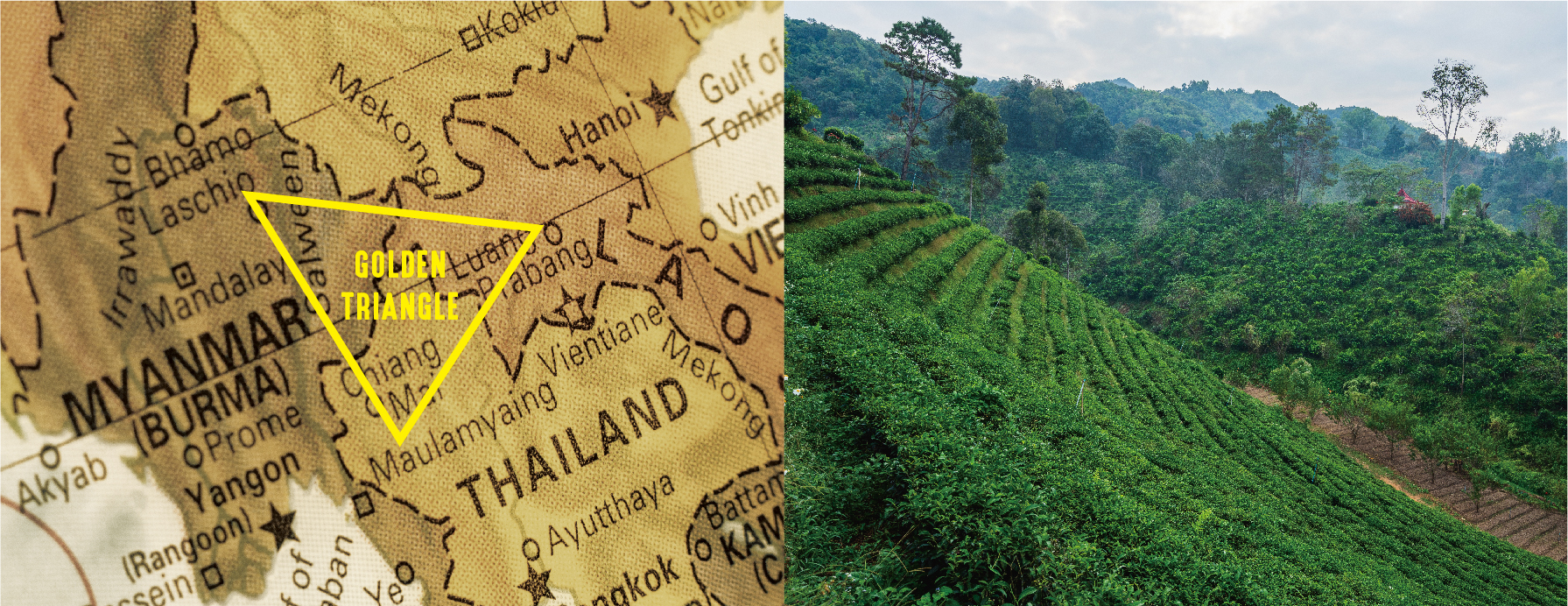 森の再生から生まれたタイ紅茶