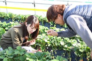 農家さんにインタビュー。忙しくても丁寧に説明してくれるイチゴ農家さん。農家さんから、たくさんのことを学ぶことができます。