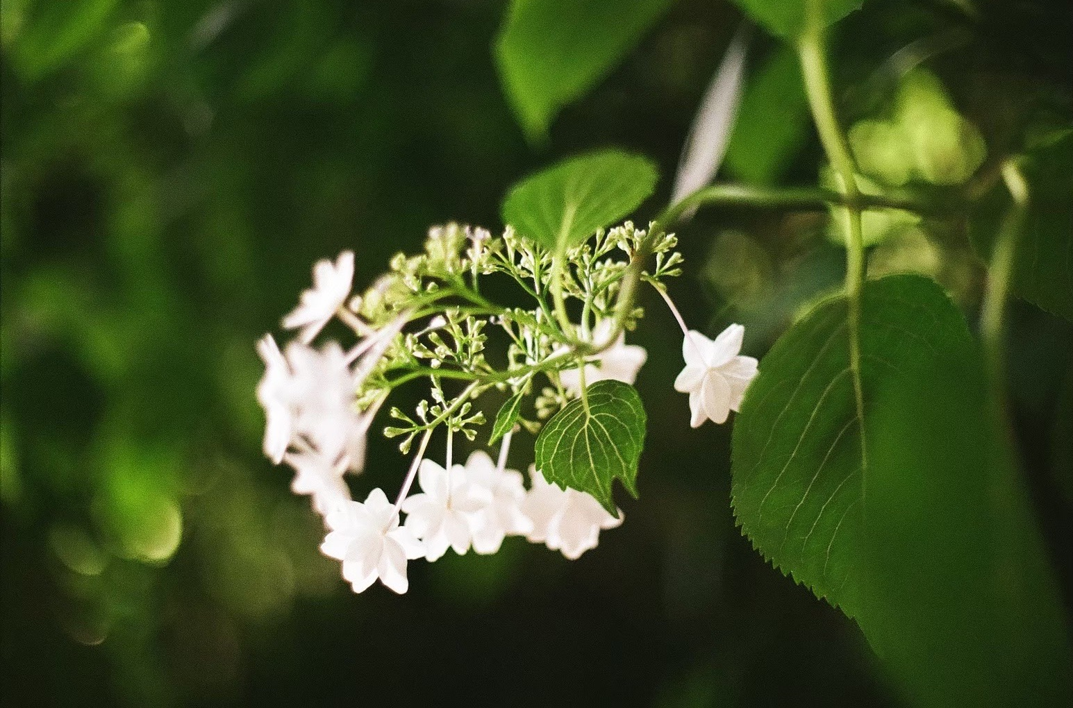 尾方里菜