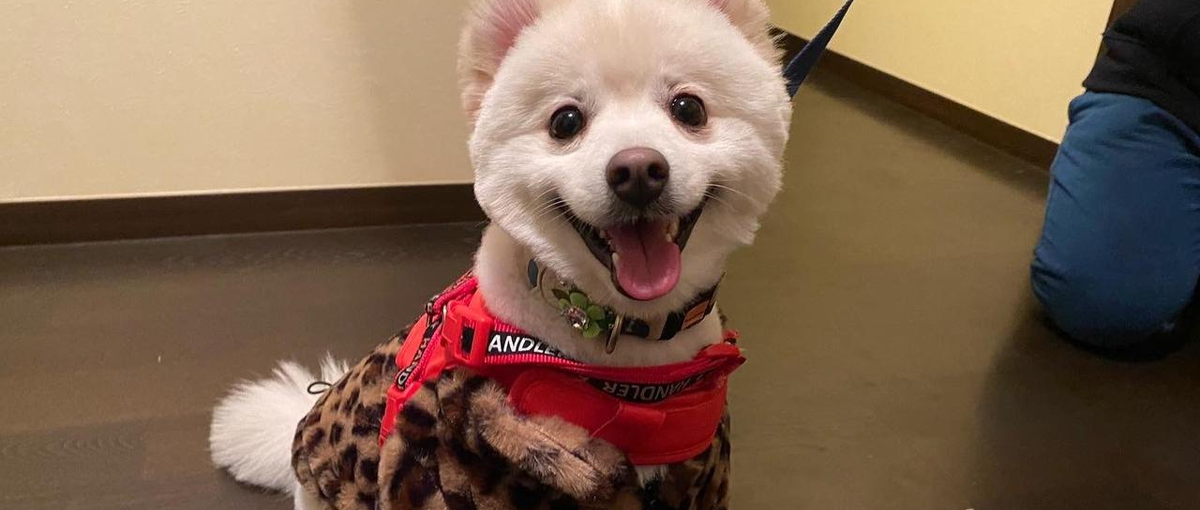 保護犬・猫がいるグループホームで自立を目指す共同生活をお手伝いしませんか？