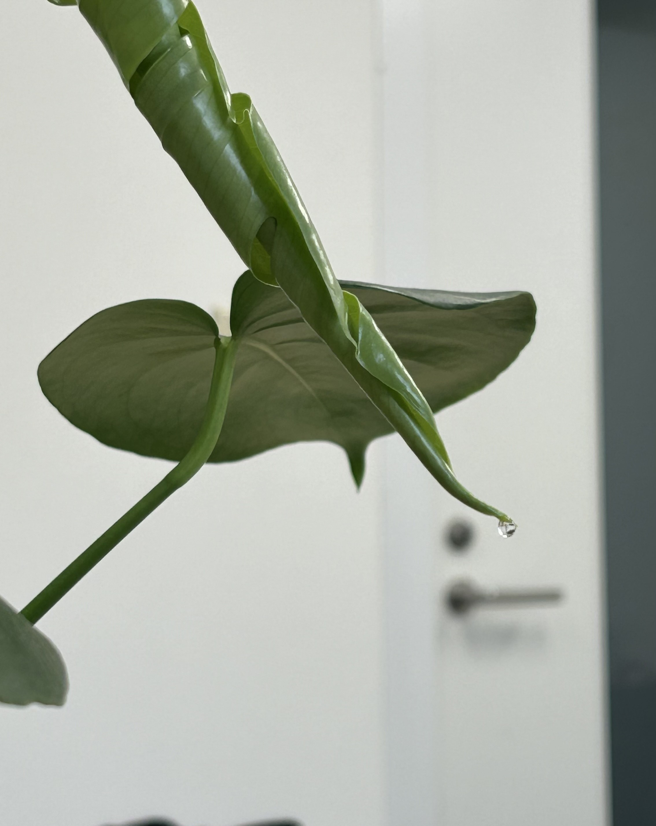 些細なことに感謝する「全員で咲かせてみせよう花畑」