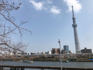 毎年桜の季節になると、自転車で墨田川のほうまでスタッフみんなでお花見に行くのが恒例です！桜とスカイツリー、墨田川が一望できます。