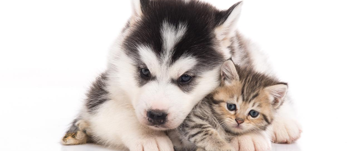 ペット系自社WEBサービスの開発チームを統括するPMを全国から募集！