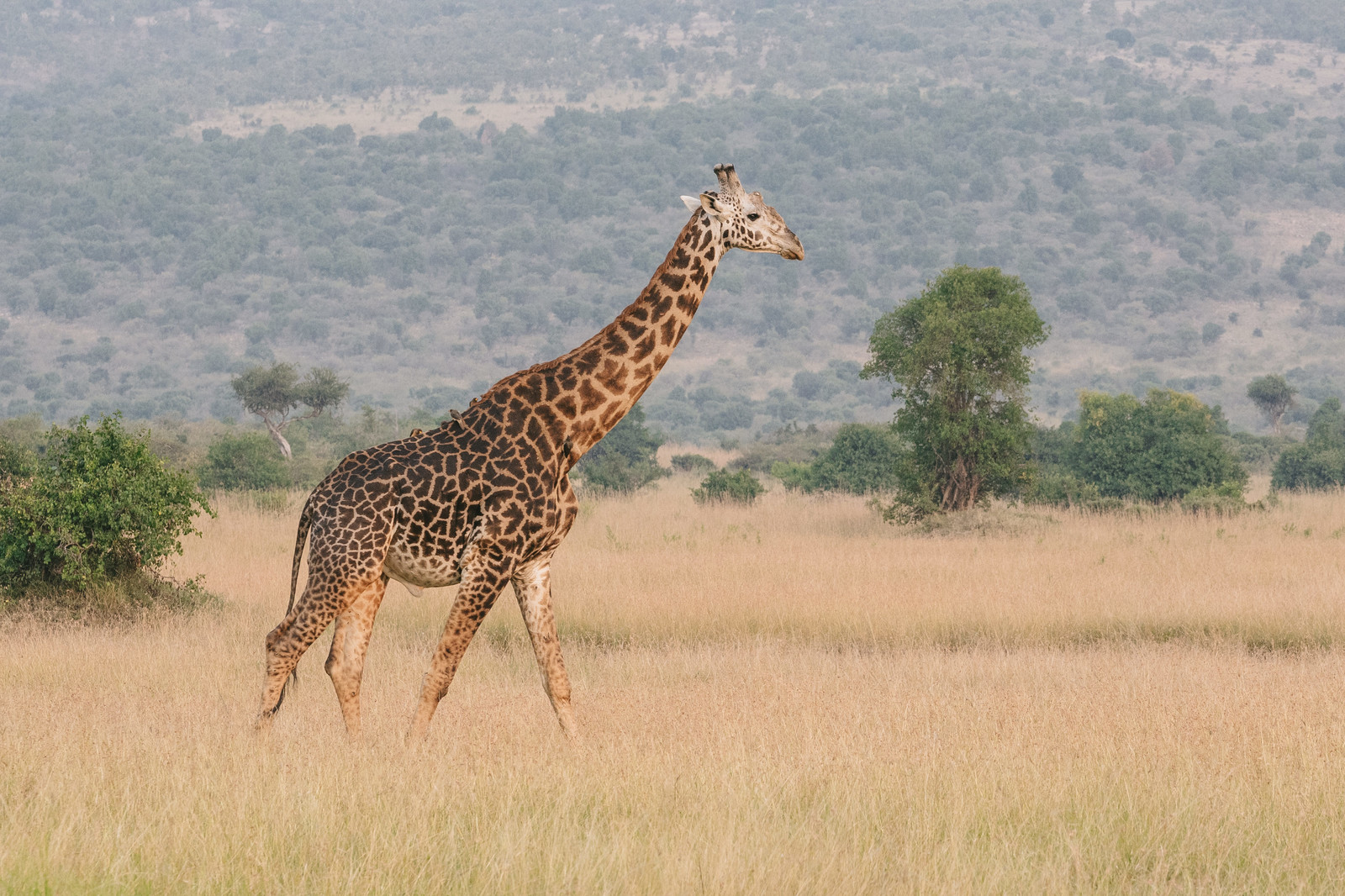 100の質問より〇〇に勝るものはなし