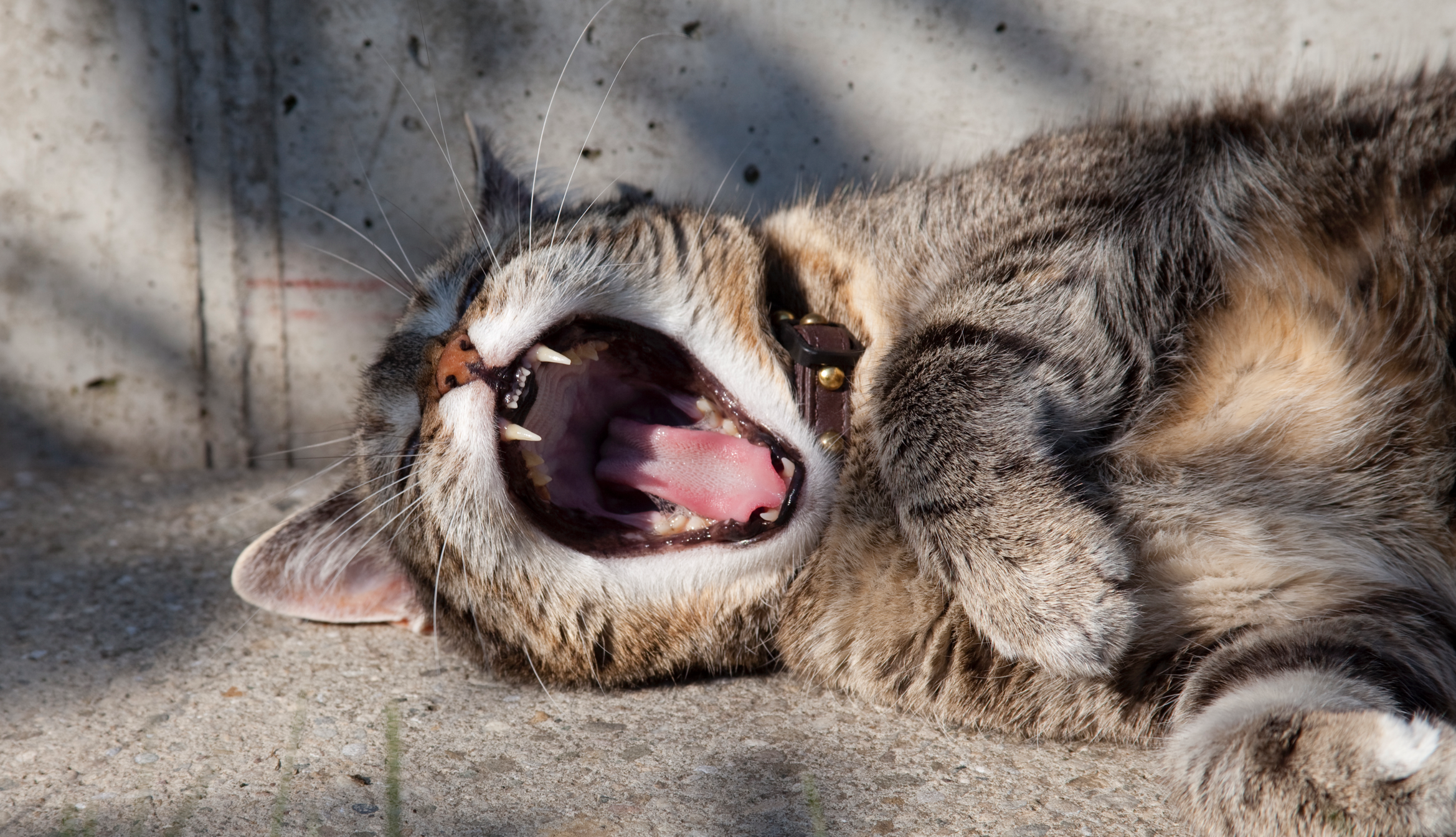 Rubyist なら知らなきゃ損！？ Ruby で Google Analytics のレポートデータを簡単に取得する方法