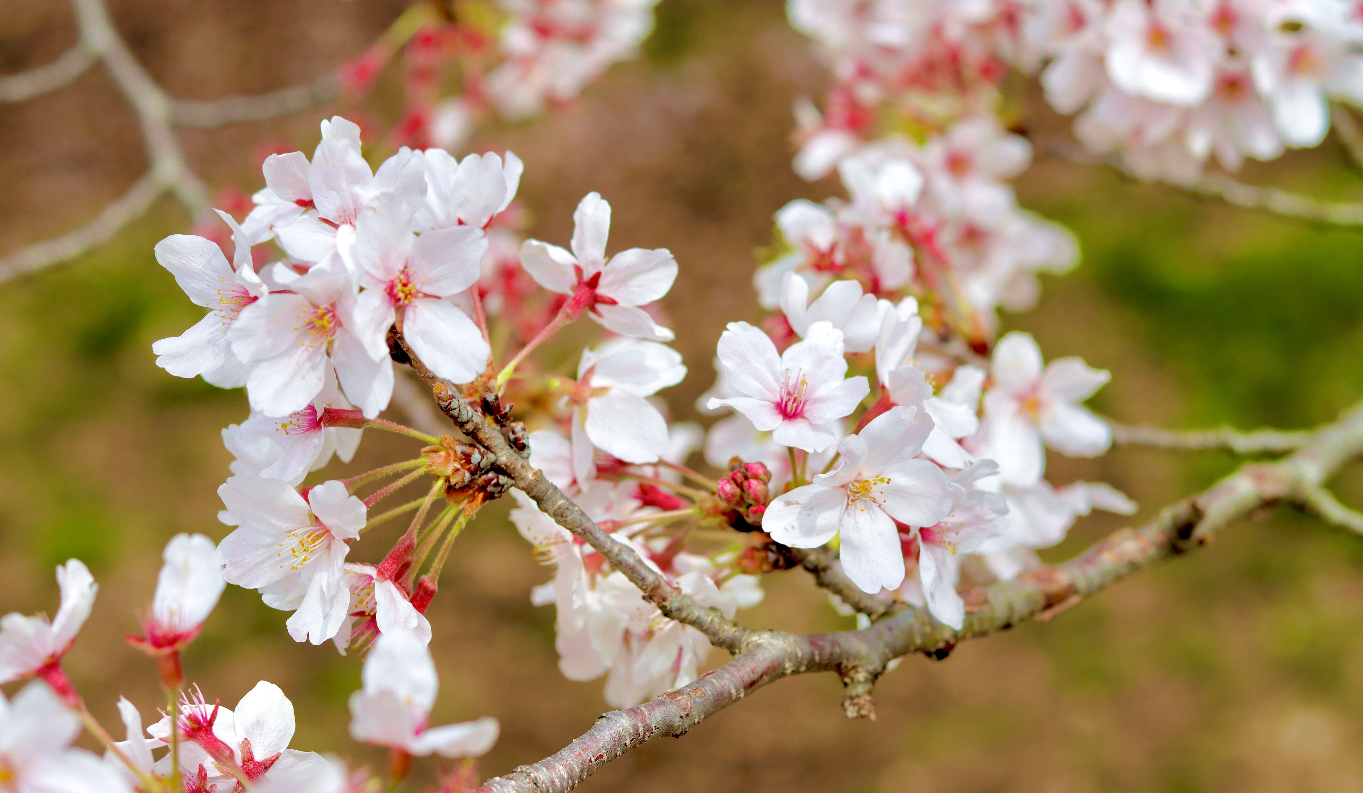 はじめての転職～私がアクルを選んだ理由～