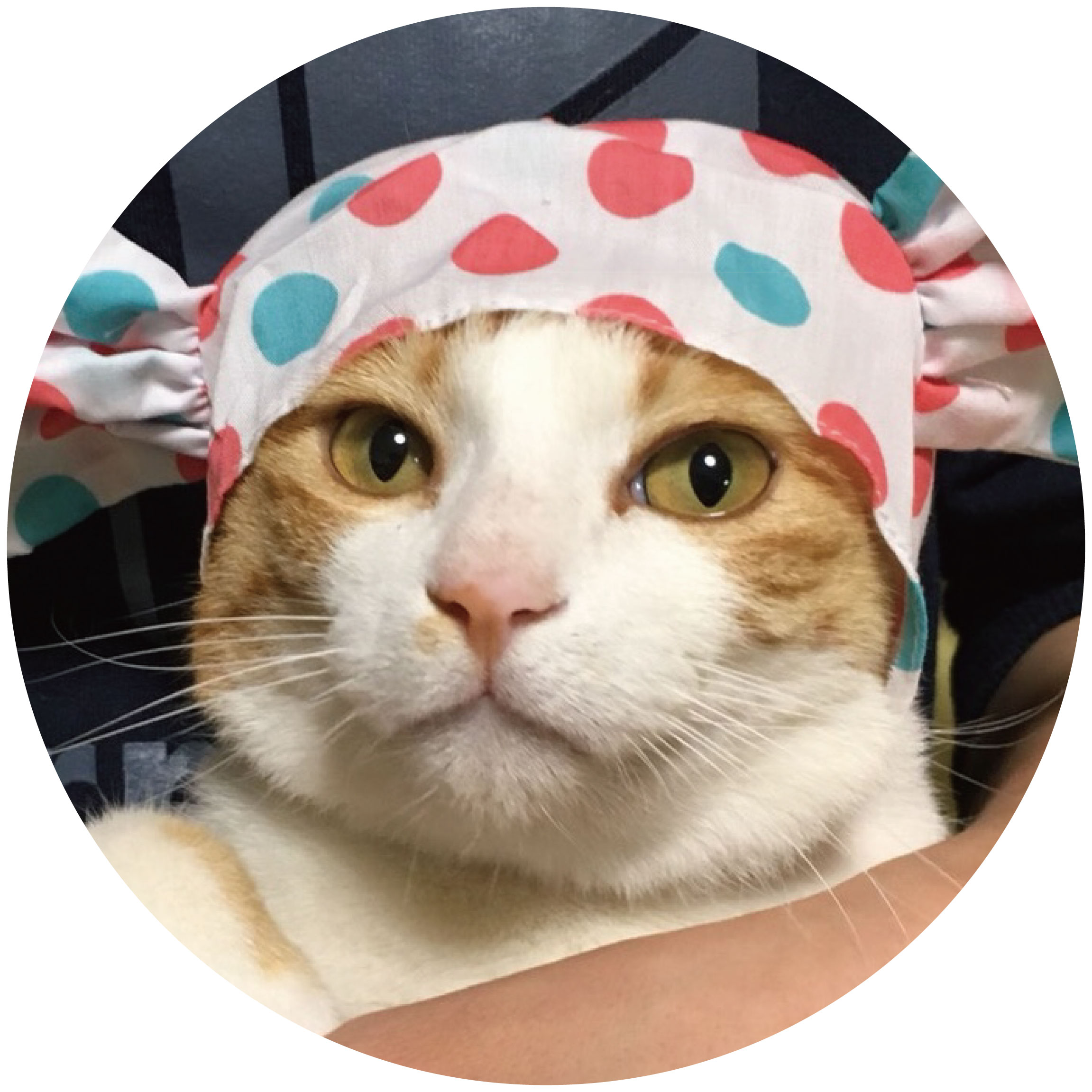 やまもと