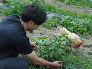 人間にとっては畑に生える青草は雑草だがニワトリにとっては新鮮なサラダである