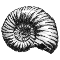 株式会社アンモナイトワークスの会社情報
