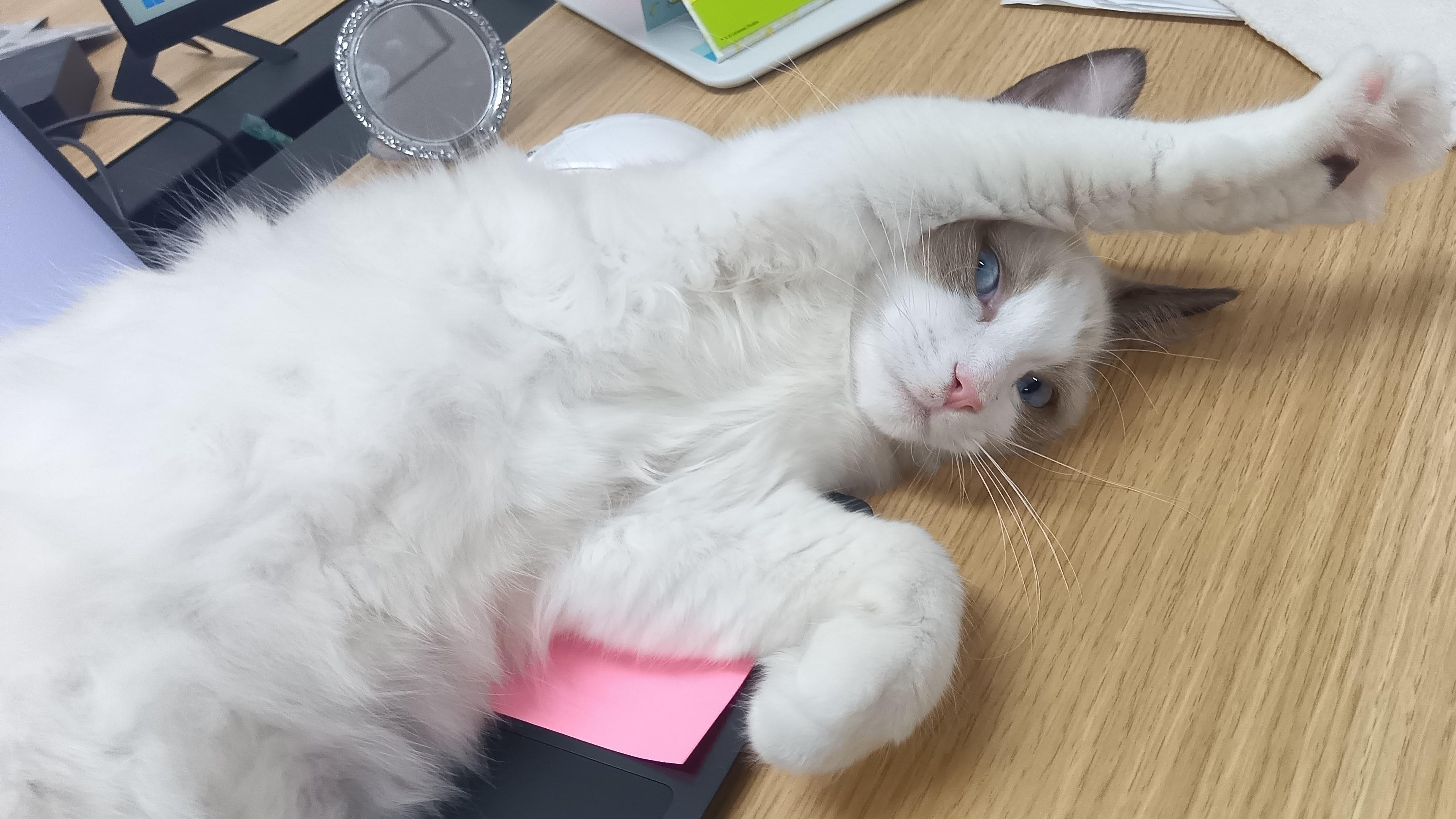 もはや福利厚生！？社員のランチをご紹介