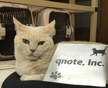 えっ？猫が上司！？あの猫会社がWEBエンジニアを募集！
