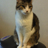 Miki Tadauchi