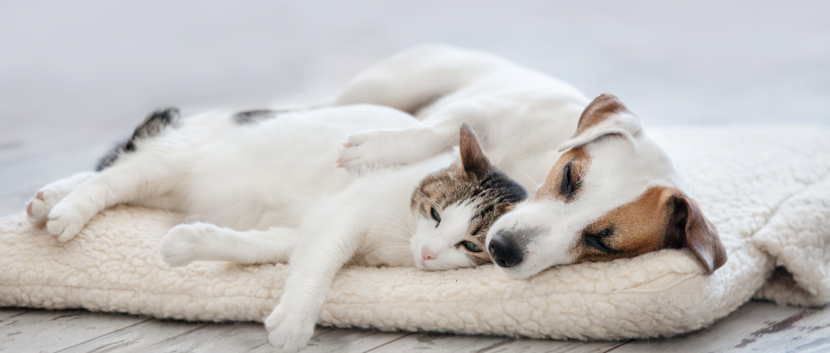 ペット×ITの急成長ベンチャー：効率と成果の二兎を追える環境です