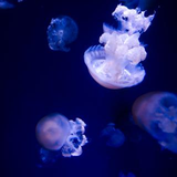 金子 和篤